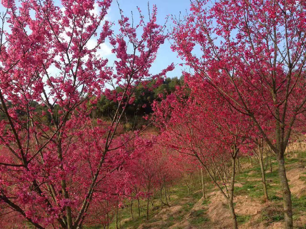 台湾阳明山樱花